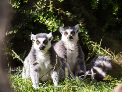 Ringstaartmaki - De Zonnegloed - Dierenpark - Dieren opvangcentrum - Sanctuary